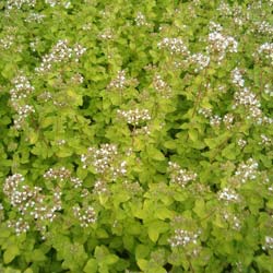 Oregano 'Aureum'